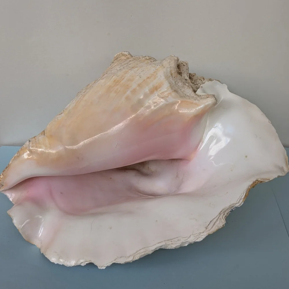 Vintage Large Conch Beautiful Pink and white - Picture 4 of 4
